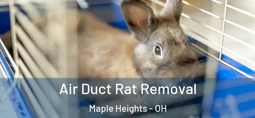  Air Duct Rat Removal Maple Heights - OH